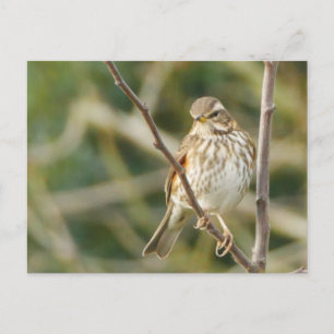 Redwing Postcard