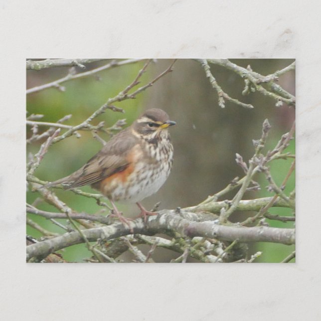 Redwing Postcard (Front)