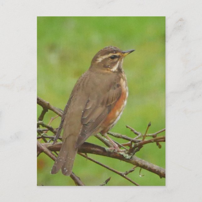 Redwing Postcard (Front)