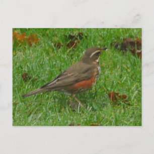 Redwing Postcard