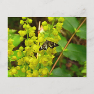 Redwood Butterfly and Wildflowers Postcard