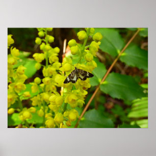 Redwood Butterfly and Wildflowers Poster