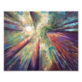Redwood Canopy Photo Print