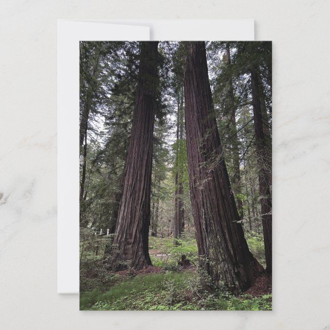 Redwood Forest Holiday Card (Front)