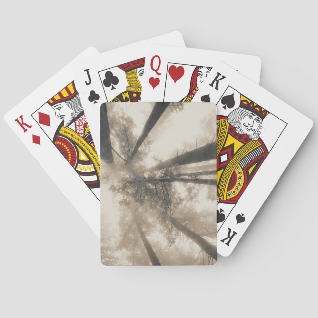 Redwood Forest, Northern California Playing Cards (Back)