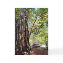 Redwood Forest Note Card