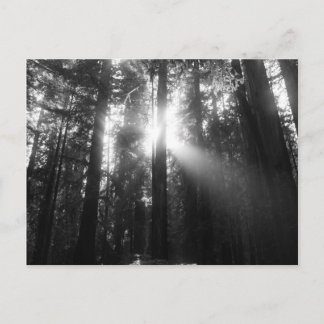 Redwood Forest Postcard