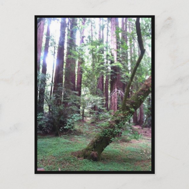 Redwood Forest Postcard (Front)
