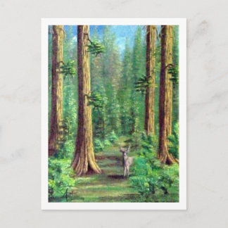 Redwood Forest Postcard