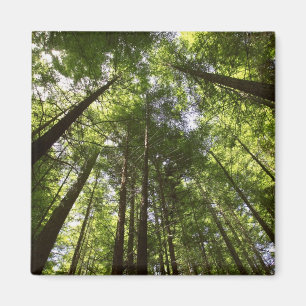 Redwood Forest, Rotorua, New Zealand 2 Magnet