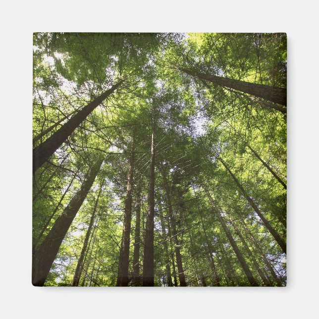 Redwood Forest, Rotorua, New Zealand 2 Magnet (Front)