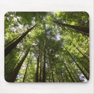 Redwood Forest, Rotorua, New Zealand 2 Mouse Mat