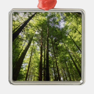 Redwood Forest, Rotorua, New Zealand Metal Tree Decoration