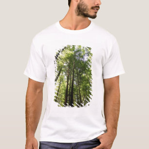 Redwood Forest, Rotorua, New Zealand T-Shirt