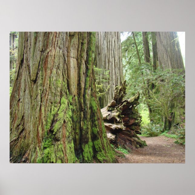Redwood Forest Trees art prints California Redwood (Front)
