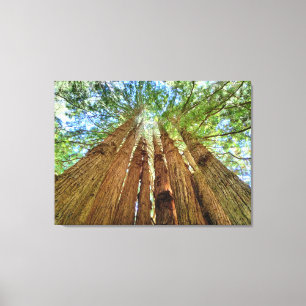 Redwood Grove Canvas Print