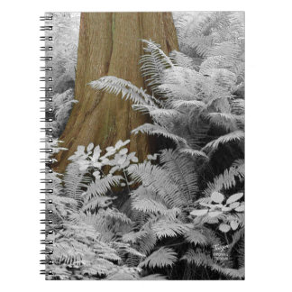 Redwood & Infrared Ferns notebook