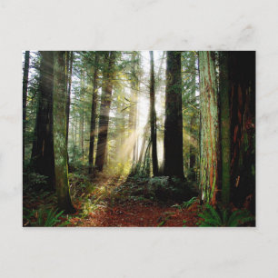 Redwood Morning Postcard