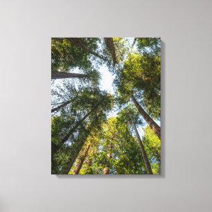Redwood National and State Parks, California Canvas Print