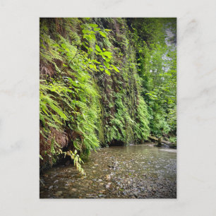 Redwood National and State Parks, California Postcard