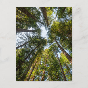 Redwood National and State Parks, California Postcard