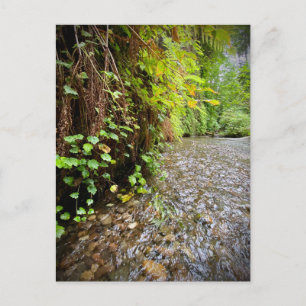 Redwood National and State Parks, California Postcard