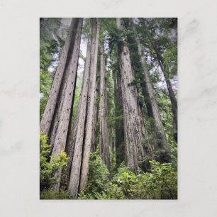 Redwood National and State Parks, California Postcard