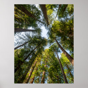 Redwood National and State Parks, California Poster
