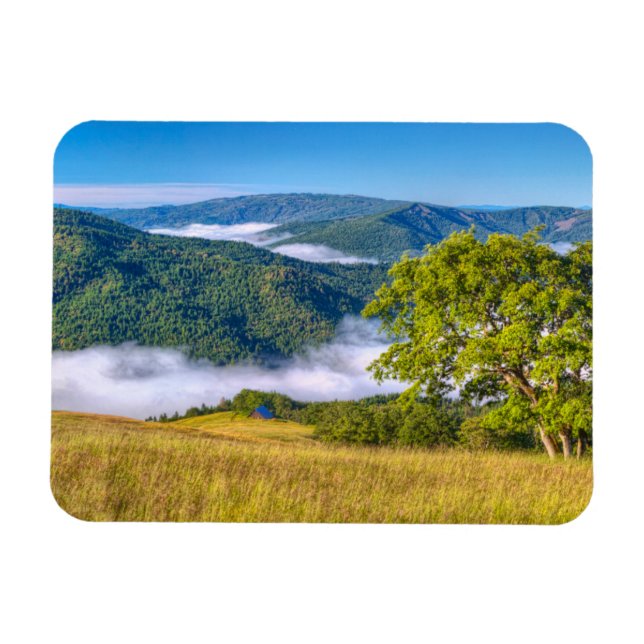 Redwood National Park, California Magnet (Horizontal)