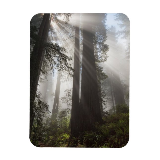 Redwood National Park California Magnet (Vertical)