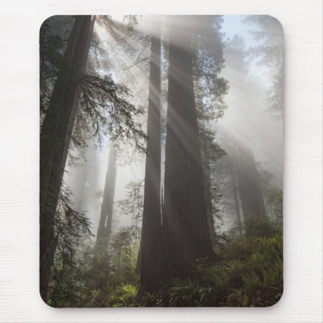 Redwood National Park California Mouse Mat (Front)