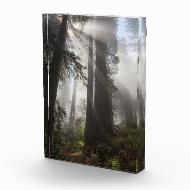 Redwood National Park California Photo Block (Right)