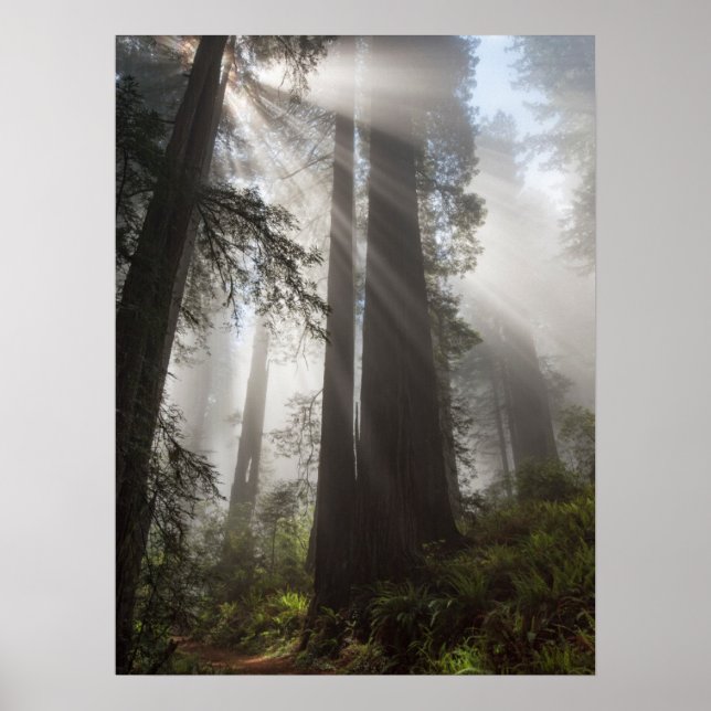 Redwood National Park California Poster (Front)
