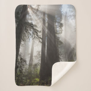 Redwood National Park California Sherpa Blanket