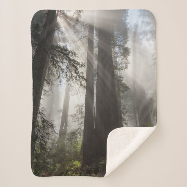 Redwood National Park California Sherpa Blanket (Front)