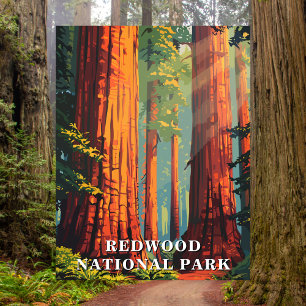 Redwood National Park, California Travel Postcard