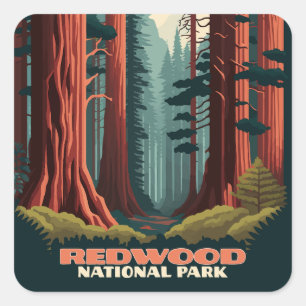 Redwood National Park California Trees Square Sticker