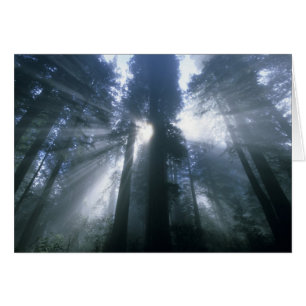 Redwood National Park, Del Norte County, foggy