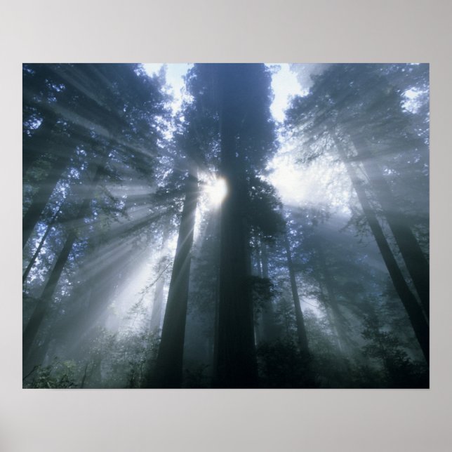 Redwood National Park, Del Norte County, foggy Poster (Front)