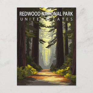 Redwood National Park Hiking Forest Postcard