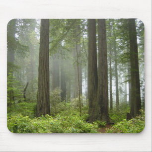 Redwood National Park Mouse Mat