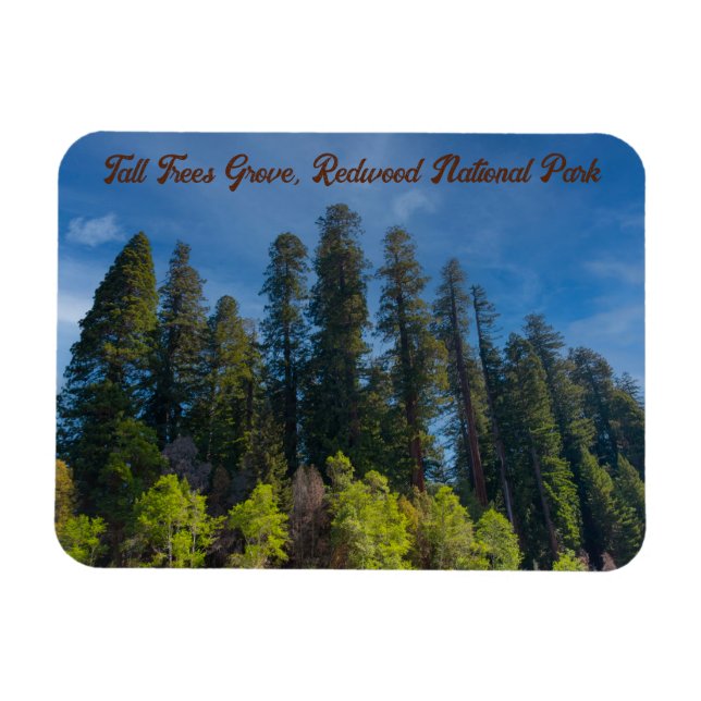 Redwood National Park Tall Trees Grove Magnet (Horizontal)