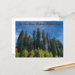 Redwood National Park Tall Trees Grove Postcard