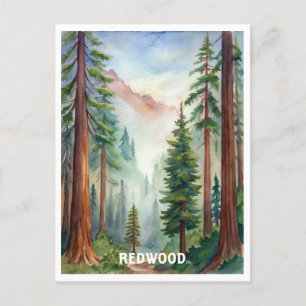 Redwood National Park Watercolor Painting Postcard