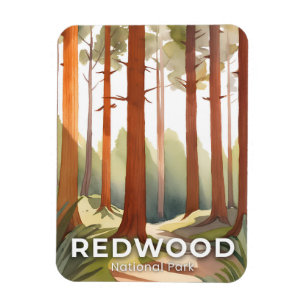 Redwood National Park   Watercolor Travel Art Magnet