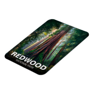 Redwood national state park, Coastal California Magnet