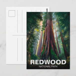 Redwood national state park, Coastal California Postcard