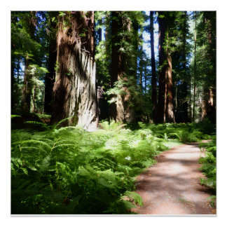 Redwood Pathway Poster