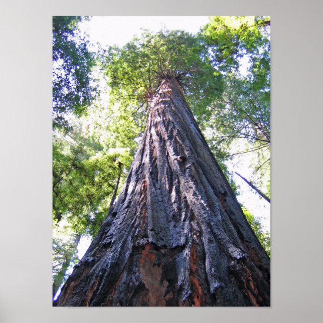 Redwood Poster (Front)