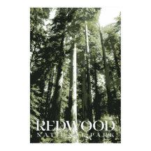 Redwood Poster, National Park Print